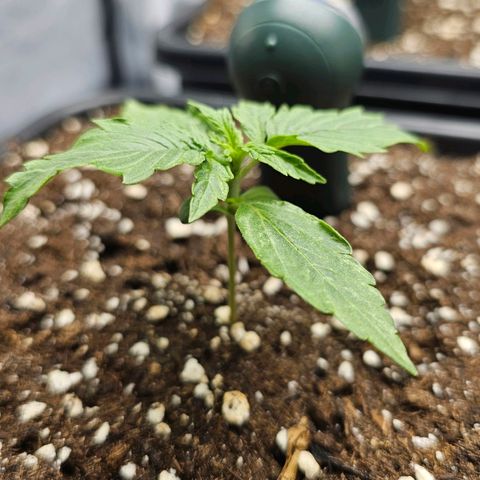 Royal Dwarf Automatic growlog timeline photo