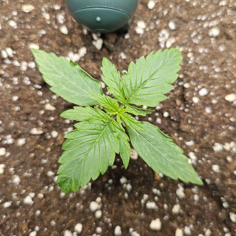 Royal Dwarf Automatic growlog timeline photo