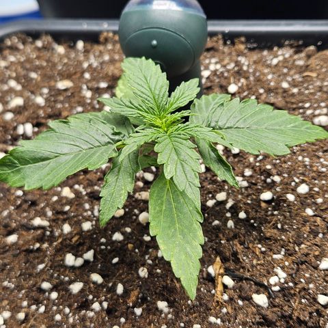 Royal Dwarf Automatic growlog timeline photo