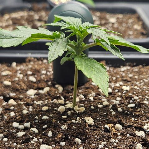 Royal Dwarf Automatic growlog timeline photo