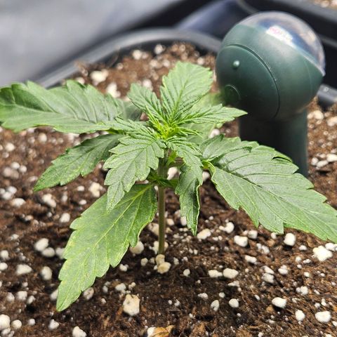 Royal Dwarf Automatic growlog timeline photo