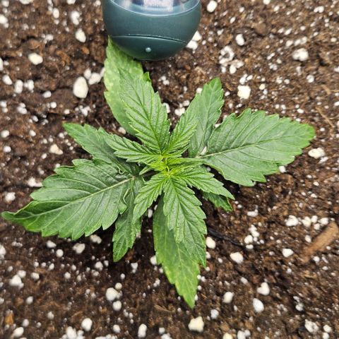 Royal Dwarf Automatic growlog timeline photo