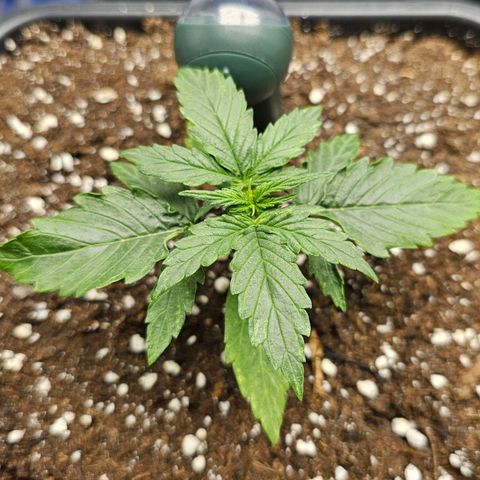Royal Dwarf Automatic growlog timeline photo
