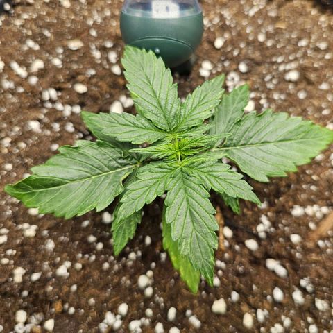 Royal Dwarf Automatic growlog timeline photo