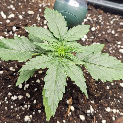 Royal Dwarf Automatic growlog timeline photo