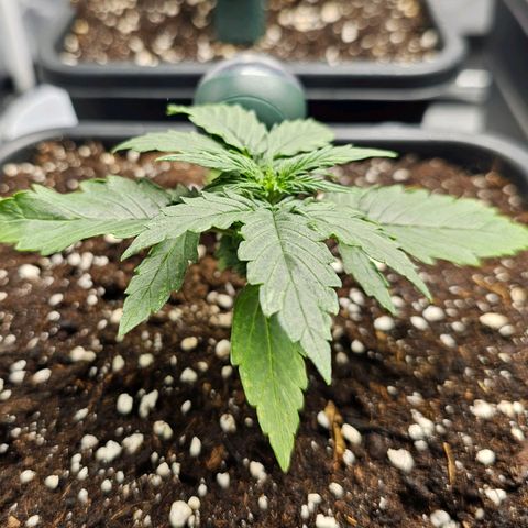 Royal Dwarf Automatic growlog timeline photo