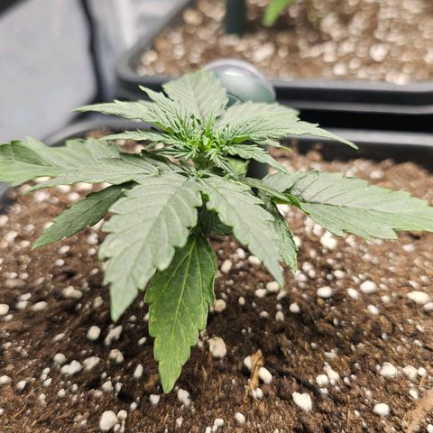 Royal Dwarf Automatic growlog timeline photo
