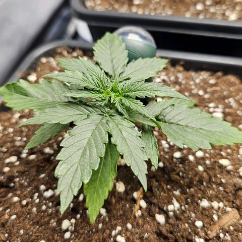 Royal Dwarf Automatic growlog timeline photo