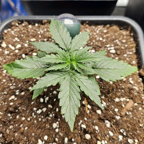 Royal Dwarf Automatic growlog timeline photo