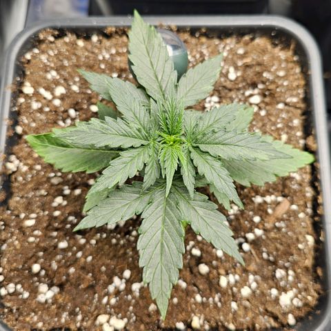 Royal Dwarf Automatic growlog timeline photo