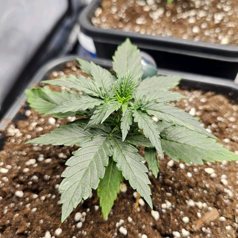 Royal Dwarf Automatic growlog timeline photo