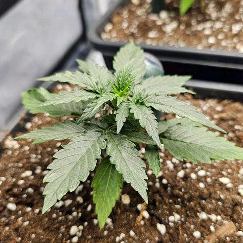 Royal Dwarf Automatic growlog timeline photo