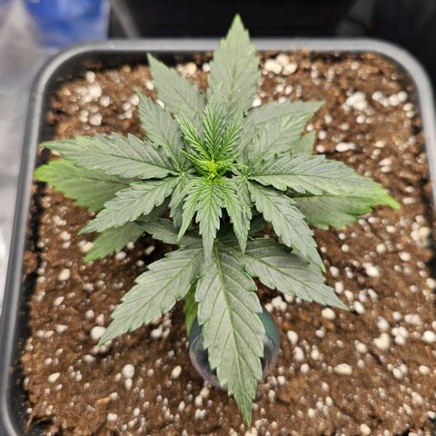 Royal Dwarf Automatic growlog timeline photo