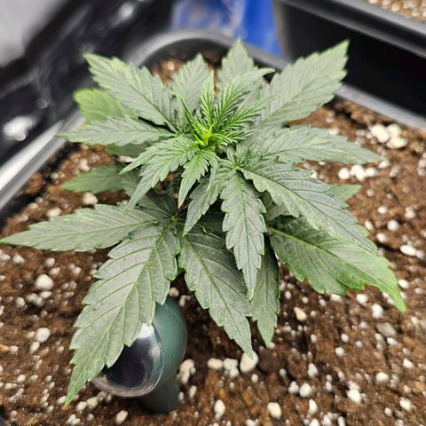 Royal Dwarf Automatic growlog timeline photo