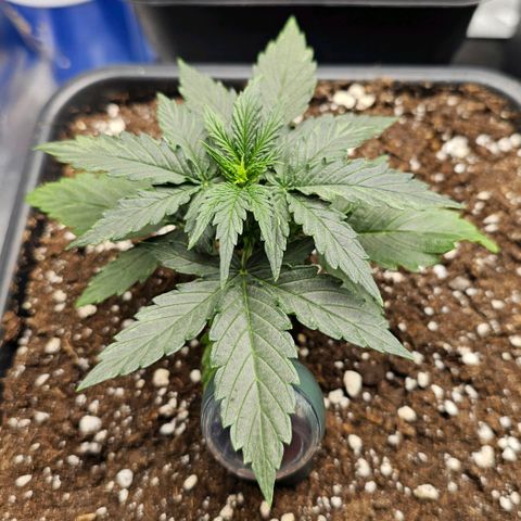 Royal Dwarf Automatic growlog timeline photo