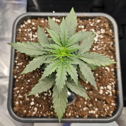 Royal Dwarf Automatic growlog timeline photo