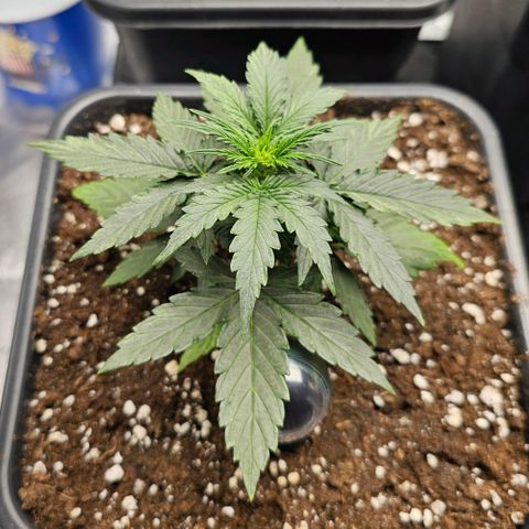 Royal Dwarf Automatic growlog timeline photo