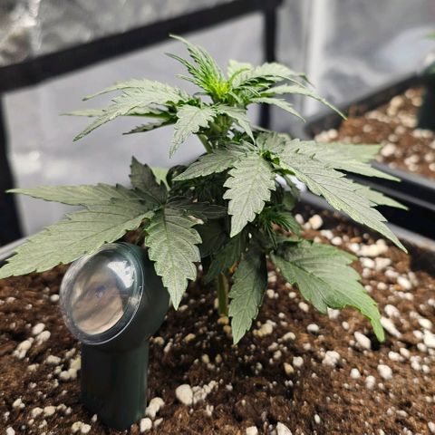 Royal Dwarf Automatic growlog timeline photo