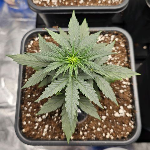 Royal Dwarf Automatic growlog timeline photo