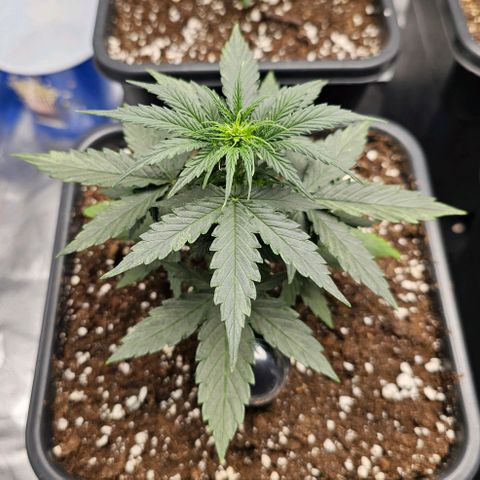 Royal Dwarf Automatic growlog timeline photo