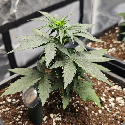 Royal Dwarf Automatic growlog timeline photo