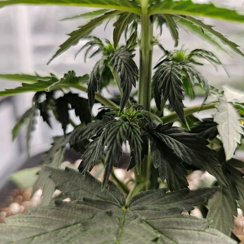 Royal Dwarf Automatic growlog timeline photo