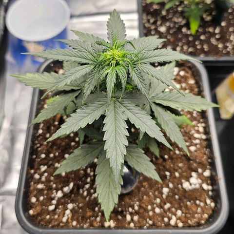 Royal Dwarf Automatic growlog timeline photo