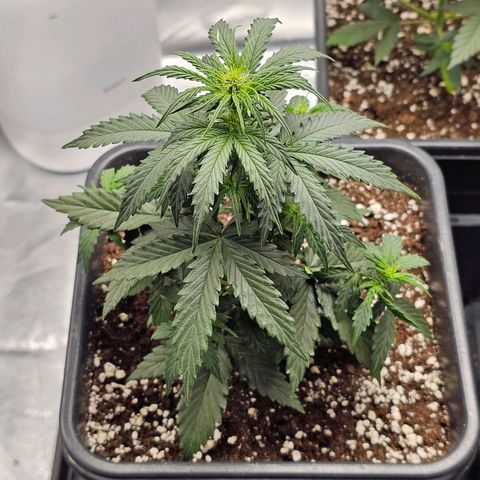Royal Dwarf Automatic growlog timeline photo
