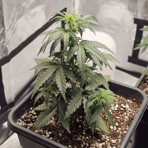 Royal Dwarf Automatic growlog timeline photo