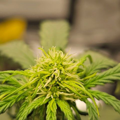 Royal Dwarf Automatic growlog timeline photo