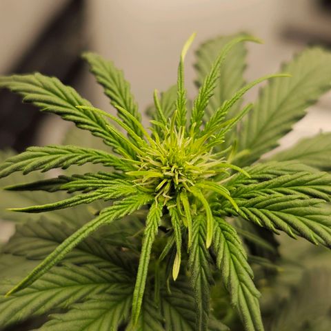 Royal Dwarf Automatic growlog timeline photo