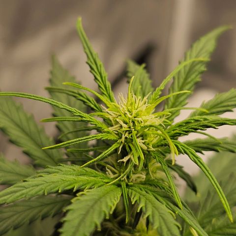 Royal Dwarf Automatic growlog timeline photo