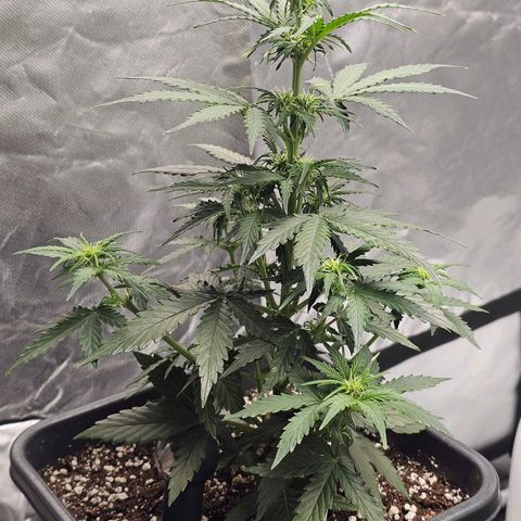 Royal Dwarf Automatic growlog timeline photo