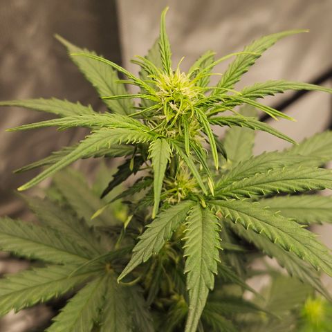 Royal Dwarf Automatic growlog timeline photo