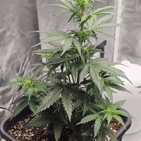 Royal Dwarf Automatic growlog timeline photo