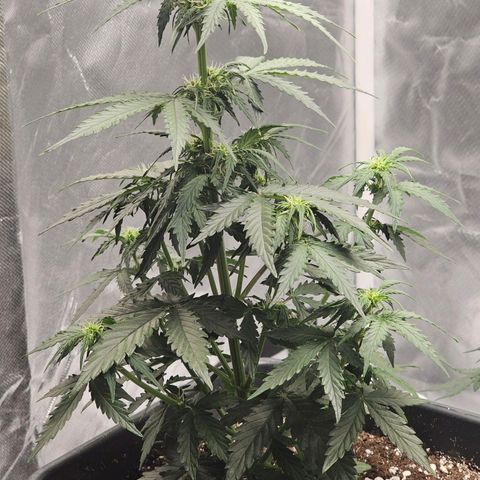 Royal Dwarf Automatic growlog timeline photo