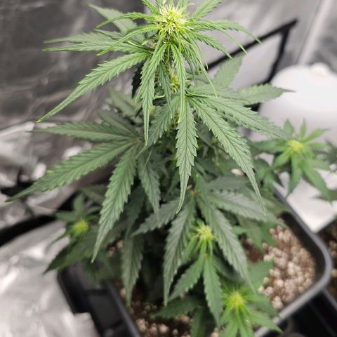 Royal Dwarf Automatic growlog timeline photo