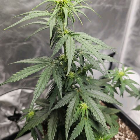 Royal Dwarf Automatic growlog timeline photo