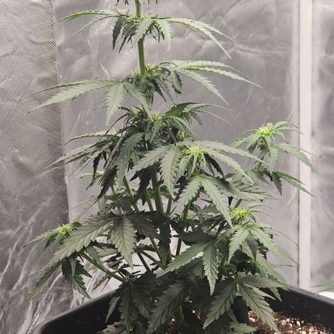 Royal Dwarf Automatic growlog timeline photo