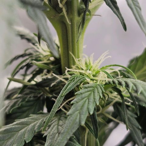 Royal Dwarf Automatic growlog timeline photo