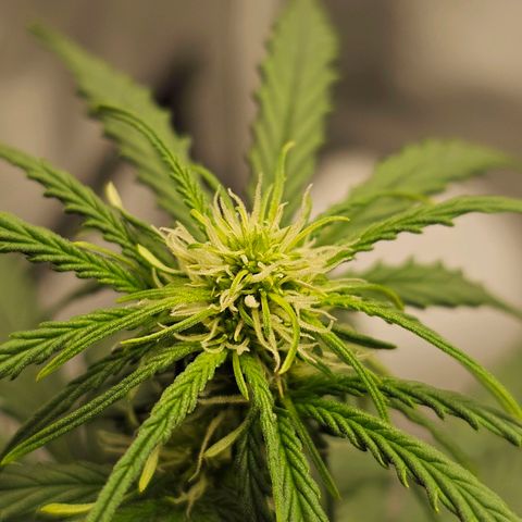 Royal Dwarf Automatic growlog timeline photo