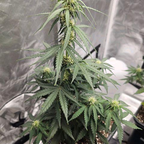 Royal Dwarf Automatic growlog timeline photo