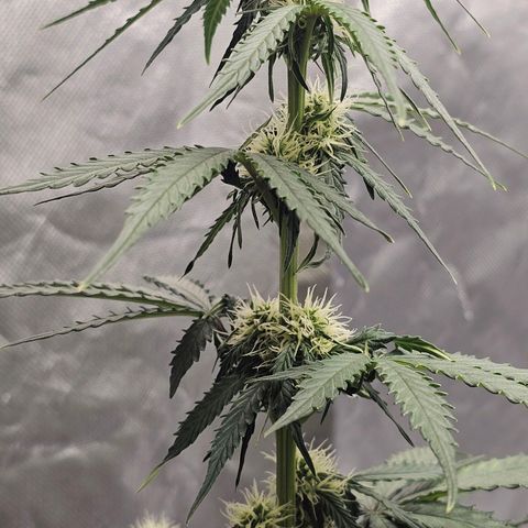 Royal Dwarf Automatic growlog timeline photo