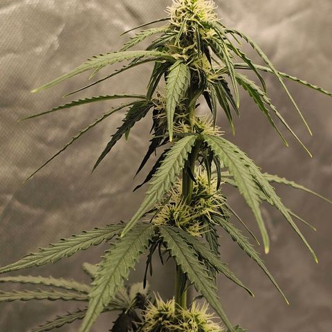 Royal Dwarf Automatic growlog timeline photo