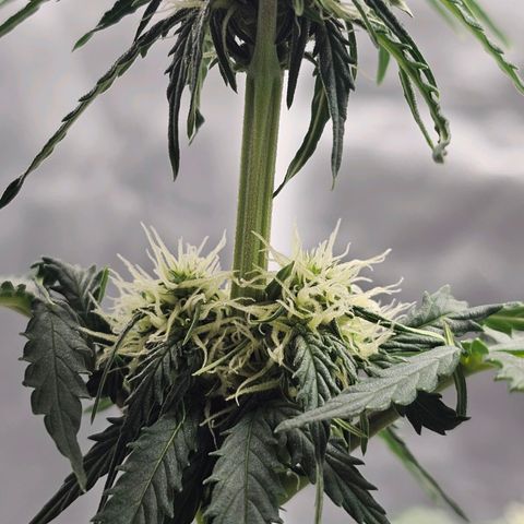 Royal Dwarf Automatic growlog timeline photo