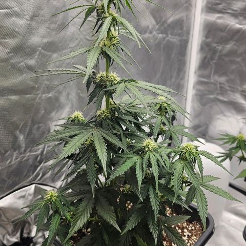 Royal Dwarf Automatic growlog timeline photo