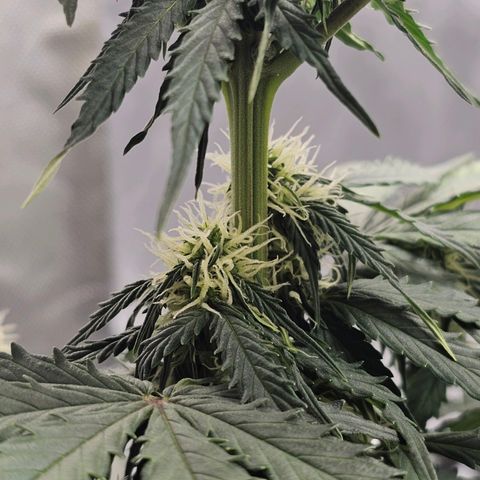 Royal Dwarf Automatic growlog timeline photo