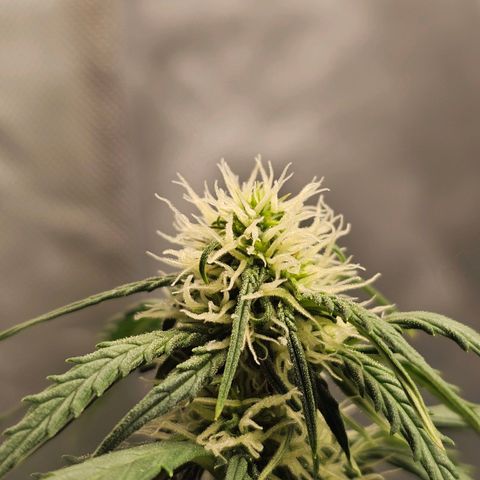 Royal Dwarf Automatic growlog timeline photo