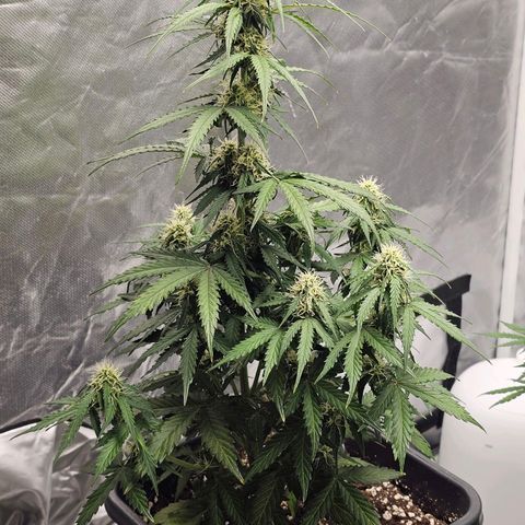 Royal Dwarf Automatic growlog timeline photo