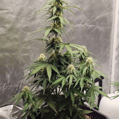 Royal Dwarf Automatic growlog timeline photo